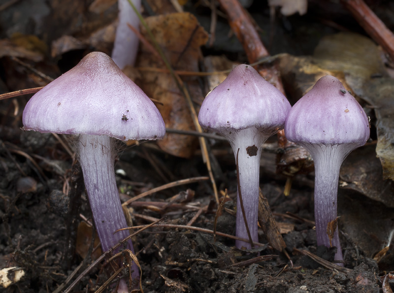 Inocybe geophylla var. lilacina